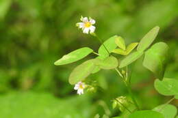 Sivun Oxalis barrelieri L. kuva