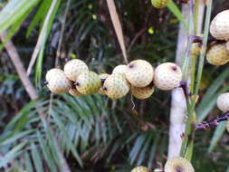 Image of Hairy Mary