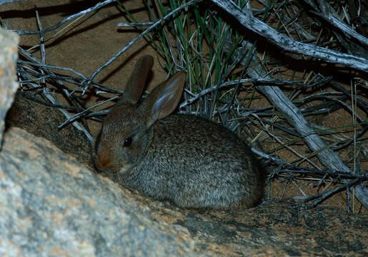 Image of Smith's Red Rock Hare