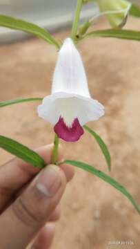 Image of Sesamum indicum subsp. malabaricum (Burm.) Bedigian