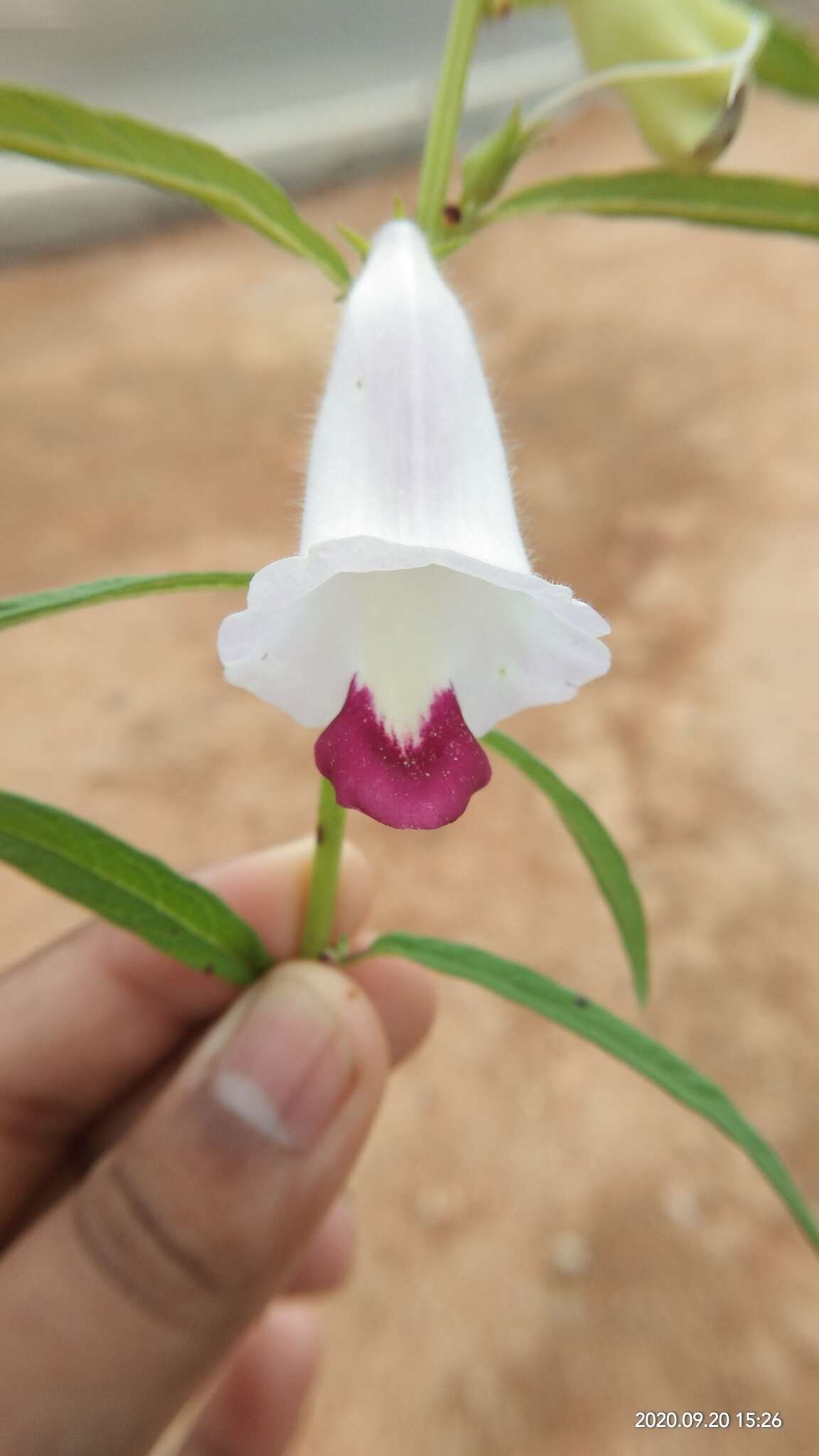 Sesamum indicum subsp. malabaricum (Burm.) Bedigian的圖片