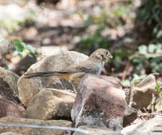 Image of White-throated Towhee