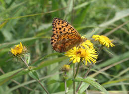 Image of Inula japonica Thunb.