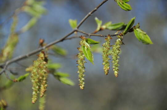 Image of Eastern Hornbeam