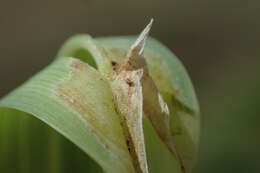 Image of Poa foliosa (Hook. fil.) Hook. fil.