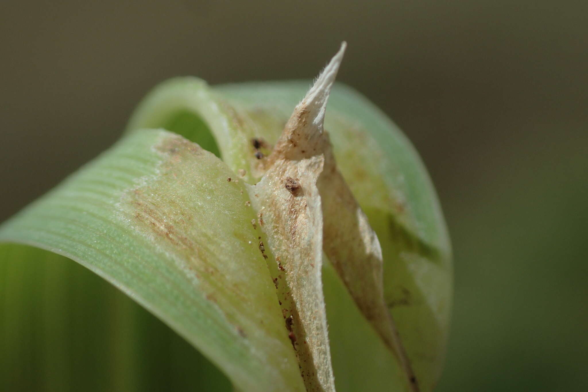 Image of Poa foliosa (Hook. fil.) Hook. fil.