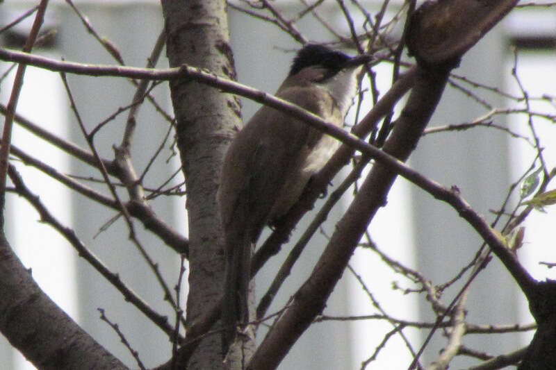 Image of Brown-breasted Bulbul