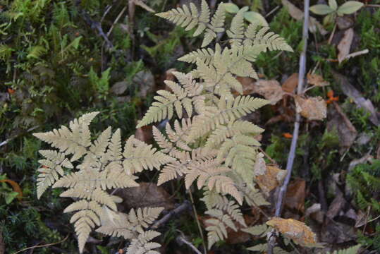 Image of Asian oakfern