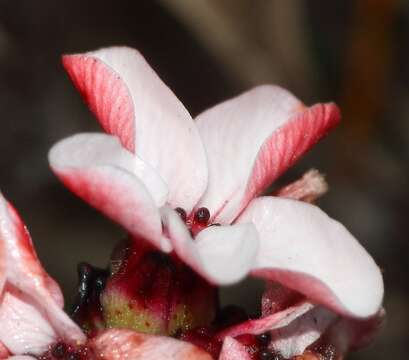 Image of Adenandra viscida Eckl. & Zeyh.