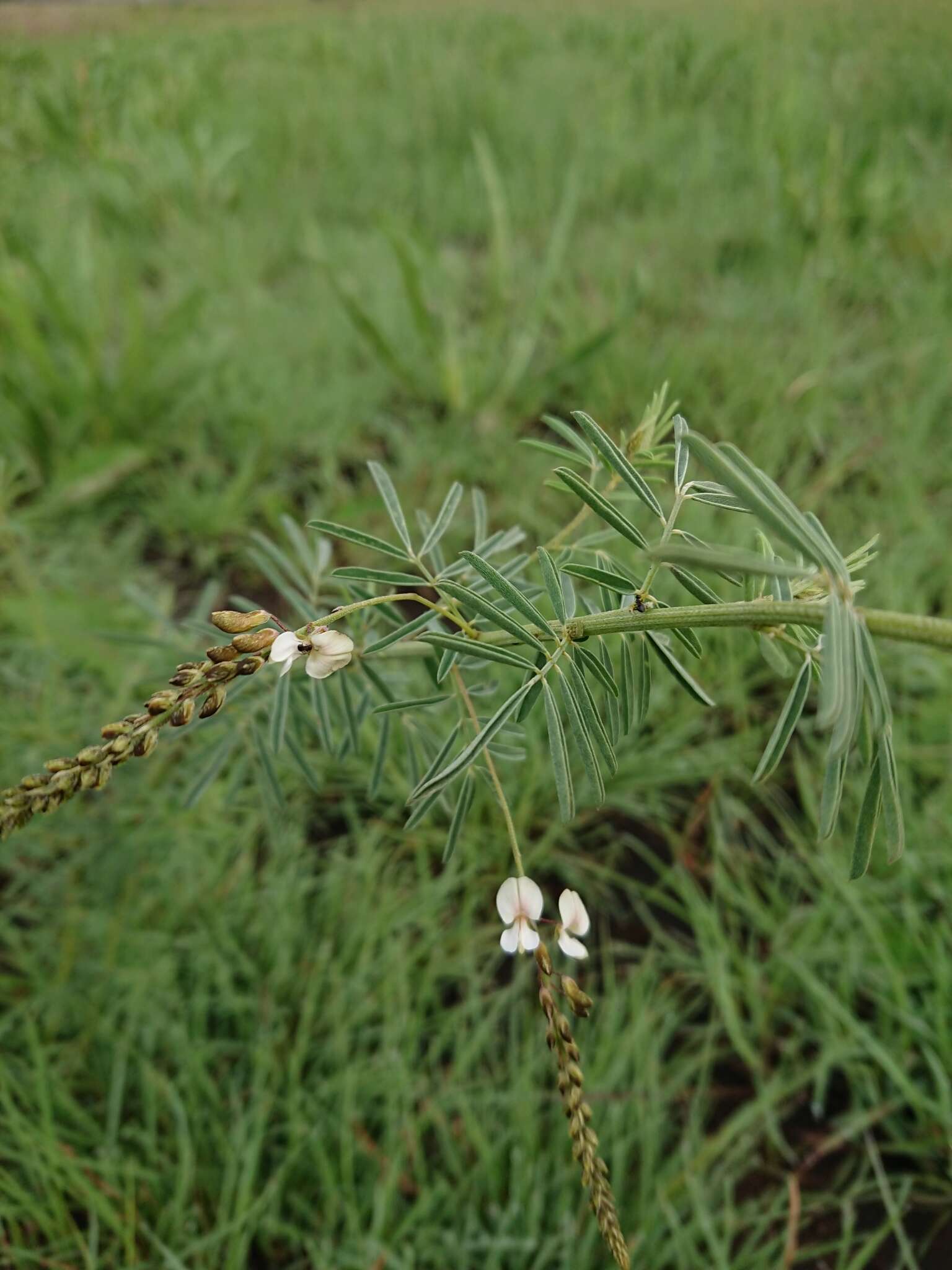 صورة Indigofera zeyheri Eckl. & Zeyh.