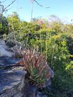 Image of Aloe guillaumetii Cremers