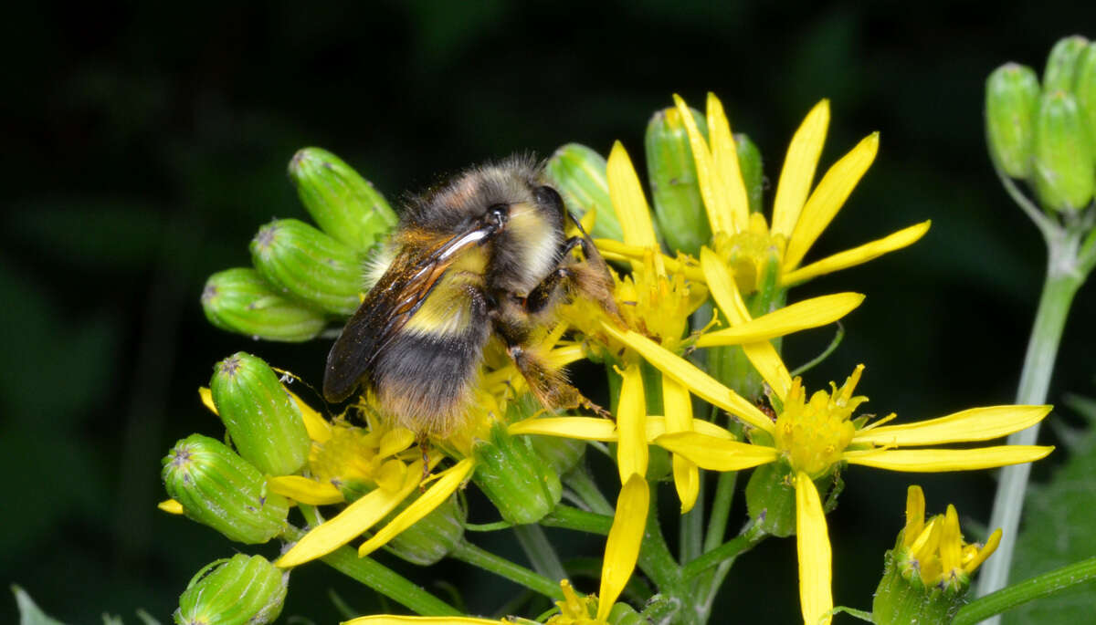 Image of Sitka bumble bee