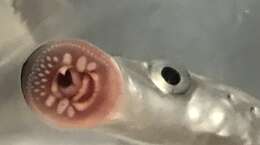 Image of Parasitic river lamprey