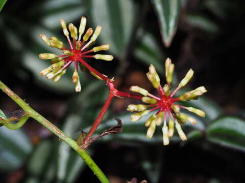 Image of Smilax aspericaulis Wall. ex A. DC.