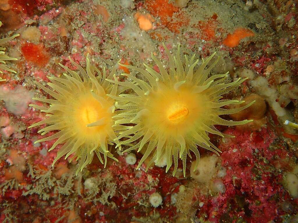 Image of Sunset cup coral