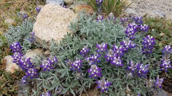 Imagem de Lupinus sellulus var. lobbii (S. Watson) B. J. Cox