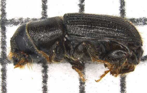 Image of Southern Pine Beetle