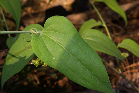 Smilax moranensis M. Martens & Galeotti resmi