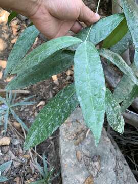 Image of Syzygium siamense (Craib) P. Chantaranothai & J. Parnell