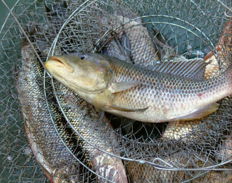 Serranochromis jallae (Boulenger 1896)的图像