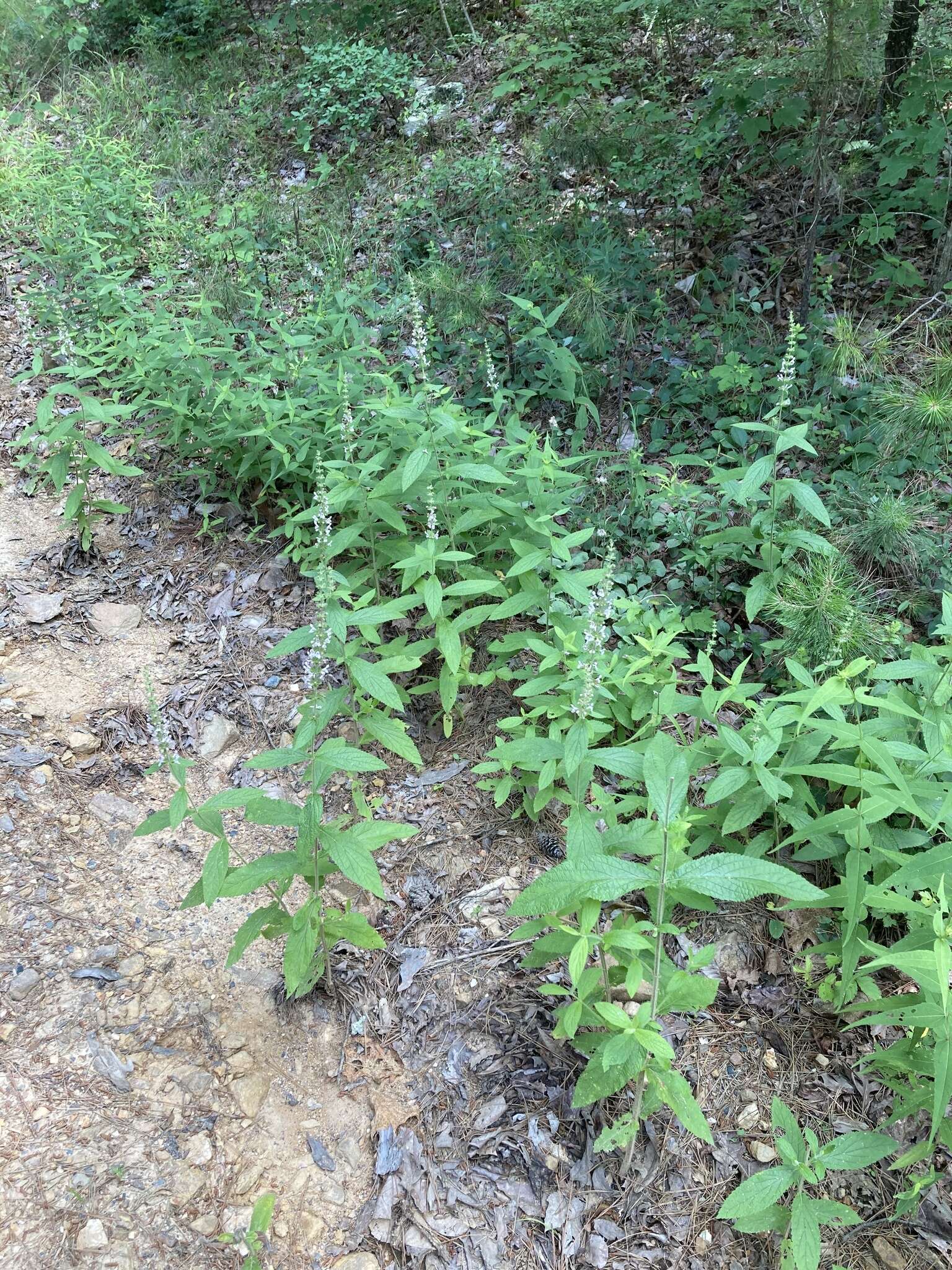 Image of Stachys iltisii J. B. Nelson