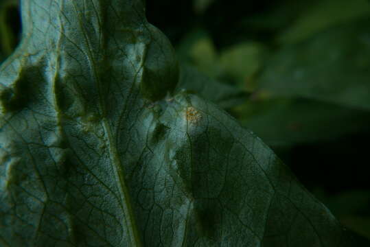 Imagem de Puccinia sessilis J. Schröt. 1870