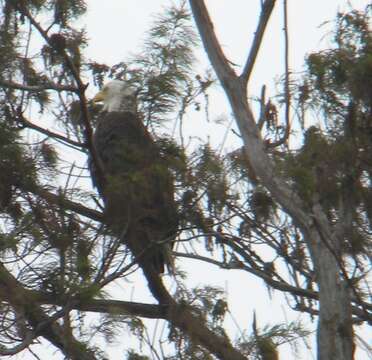 Sivun Haliaeetus leucocephalus leucocephalus (Linnaeus 1766) kuva