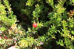 Image of Alpine Totara