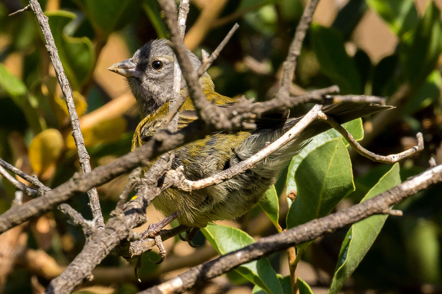 صورة Phrygilus gayi (Gervais 1834)