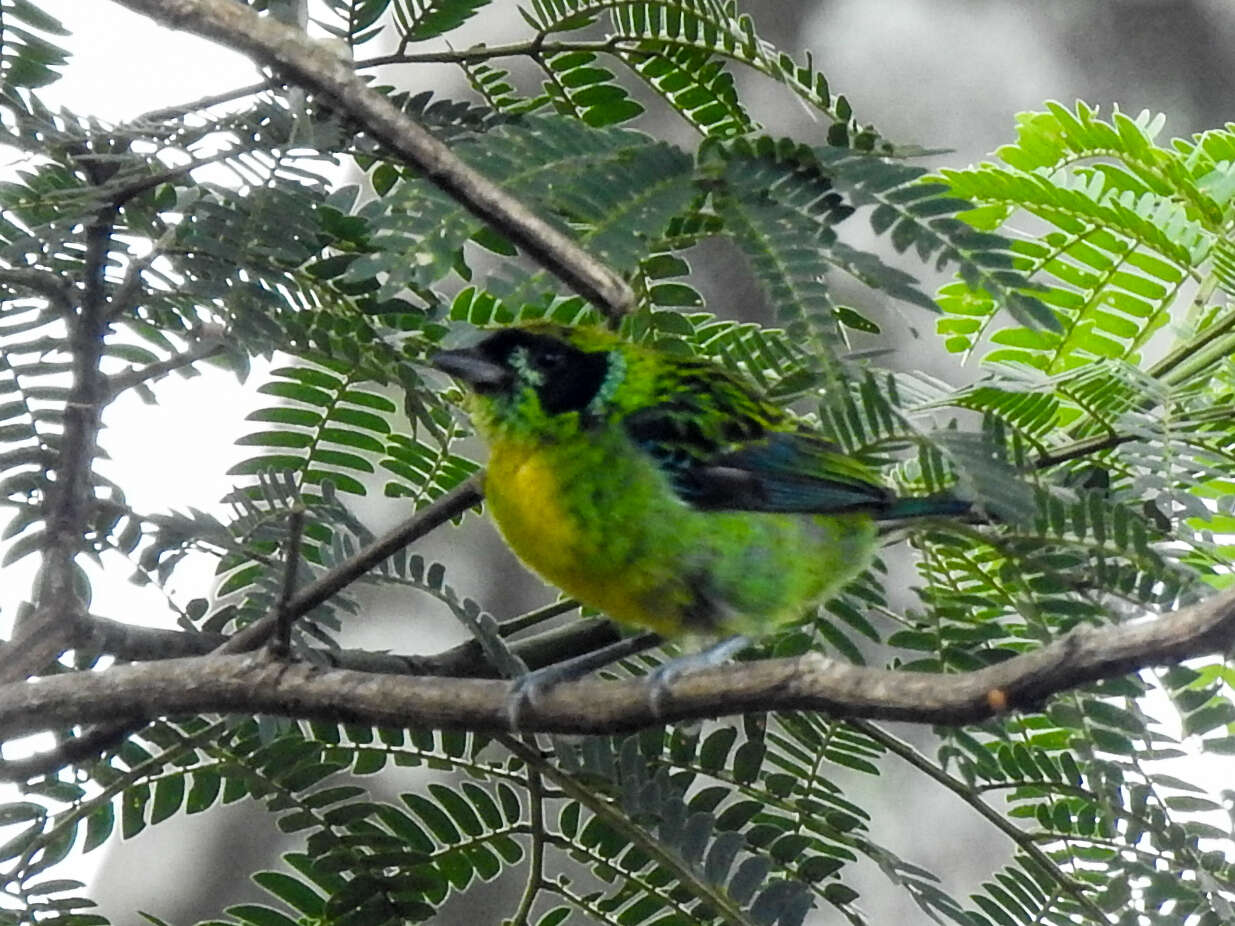 Tangara schrankii (Spix 1825) resmi