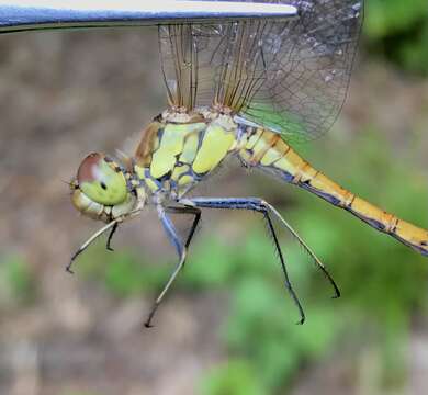 Image of <i>Sympetrum <i>striolatum</i></i> striolatum