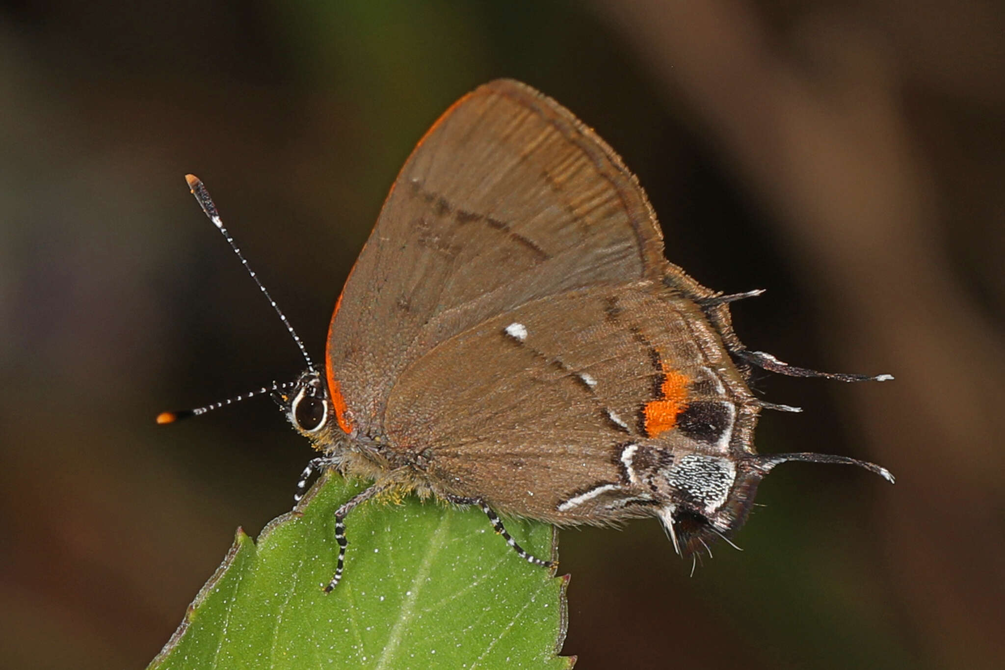 Image of Fulvous Hairstreak