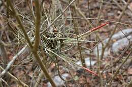 Image of Tillandsia schiedeana Steud.