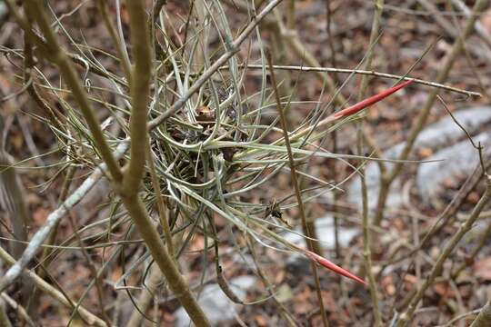 Слика од Tillandsia schiedeana Steud.