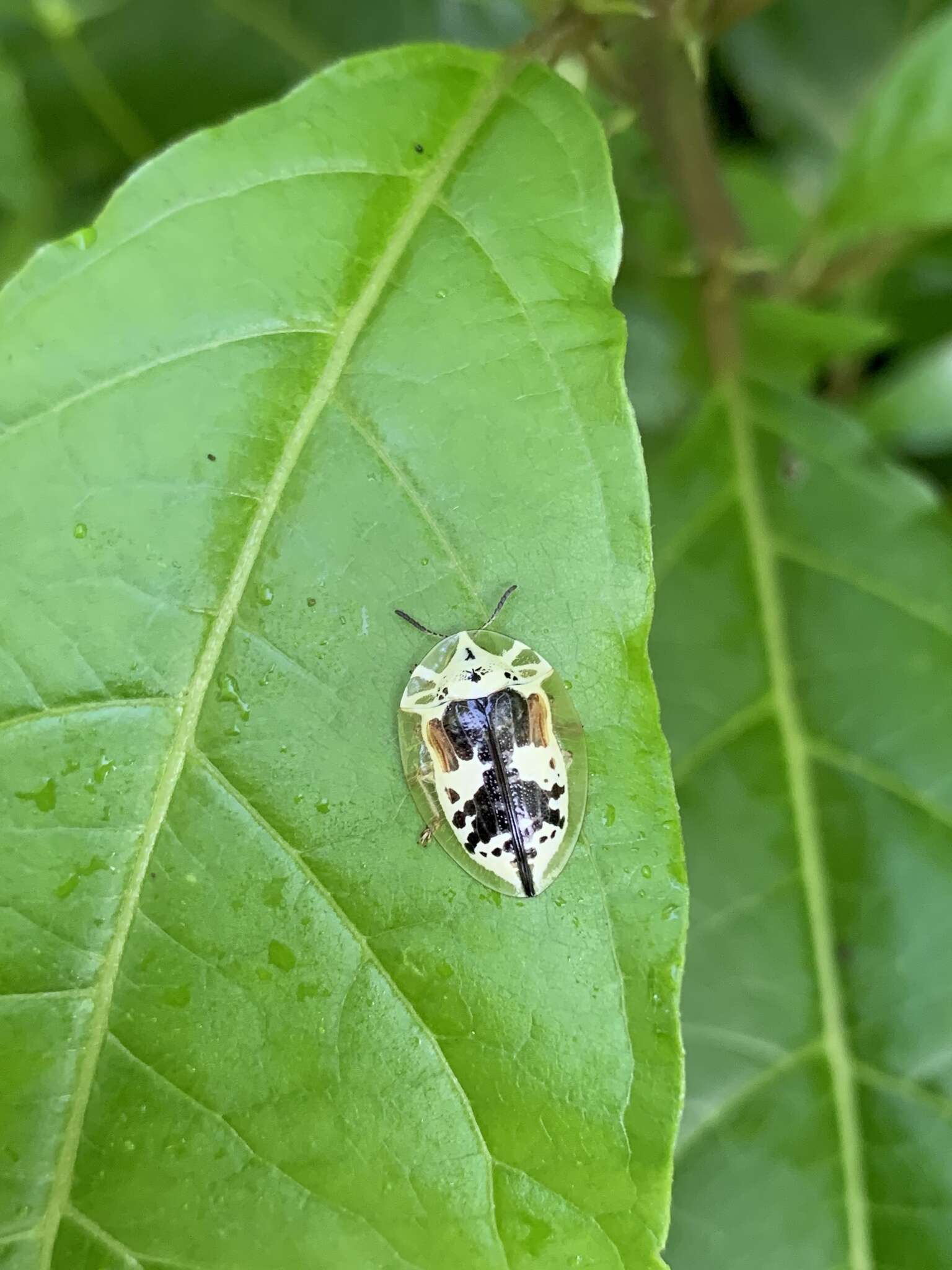 Слика од Physonota attenuata Boheman 1854