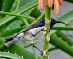 Image of candelabra aloe