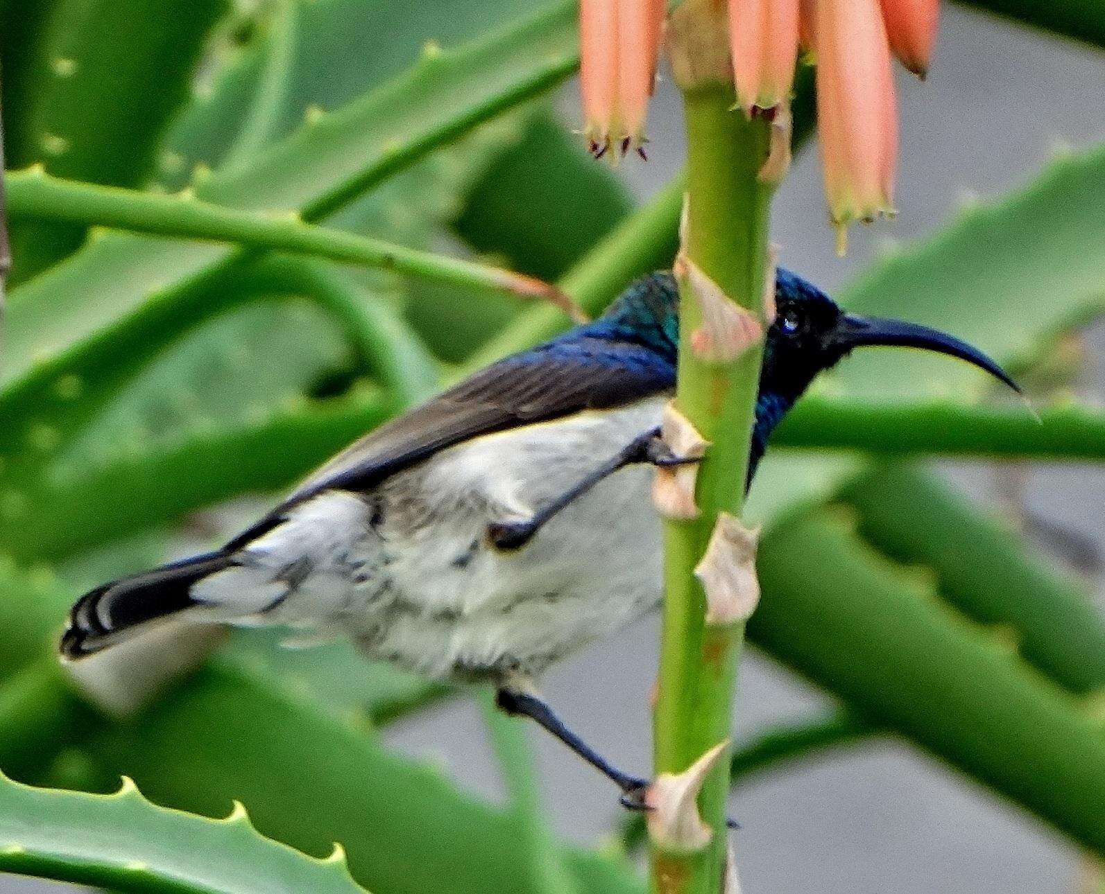 Image of candelabra aloe