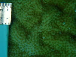 Image of Mustard Hill Coral