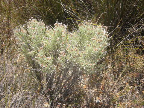 Image of Syncarpha gnaphaloides (L.) DC.