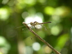 Hemistigma affine (Rambur 1842) resmi