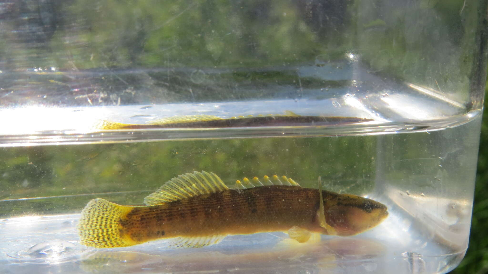 Image of Fantail Darter