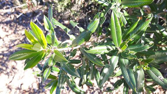 Image of Ozoroa mucronata (Bernh. ex Krauss) R. & A. Fernandes