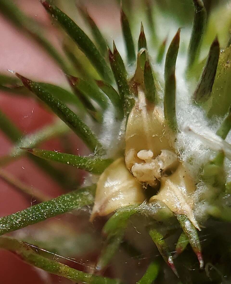 Image de Eriastrum abramsii (Elmer) Mason