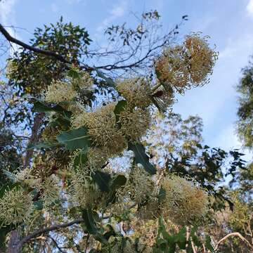 Image of Hakea amplexicaulis R. Br.