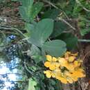 Image of whitebark senna