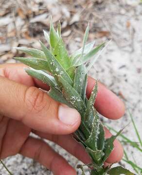 Image of narrowleaf silkgrass