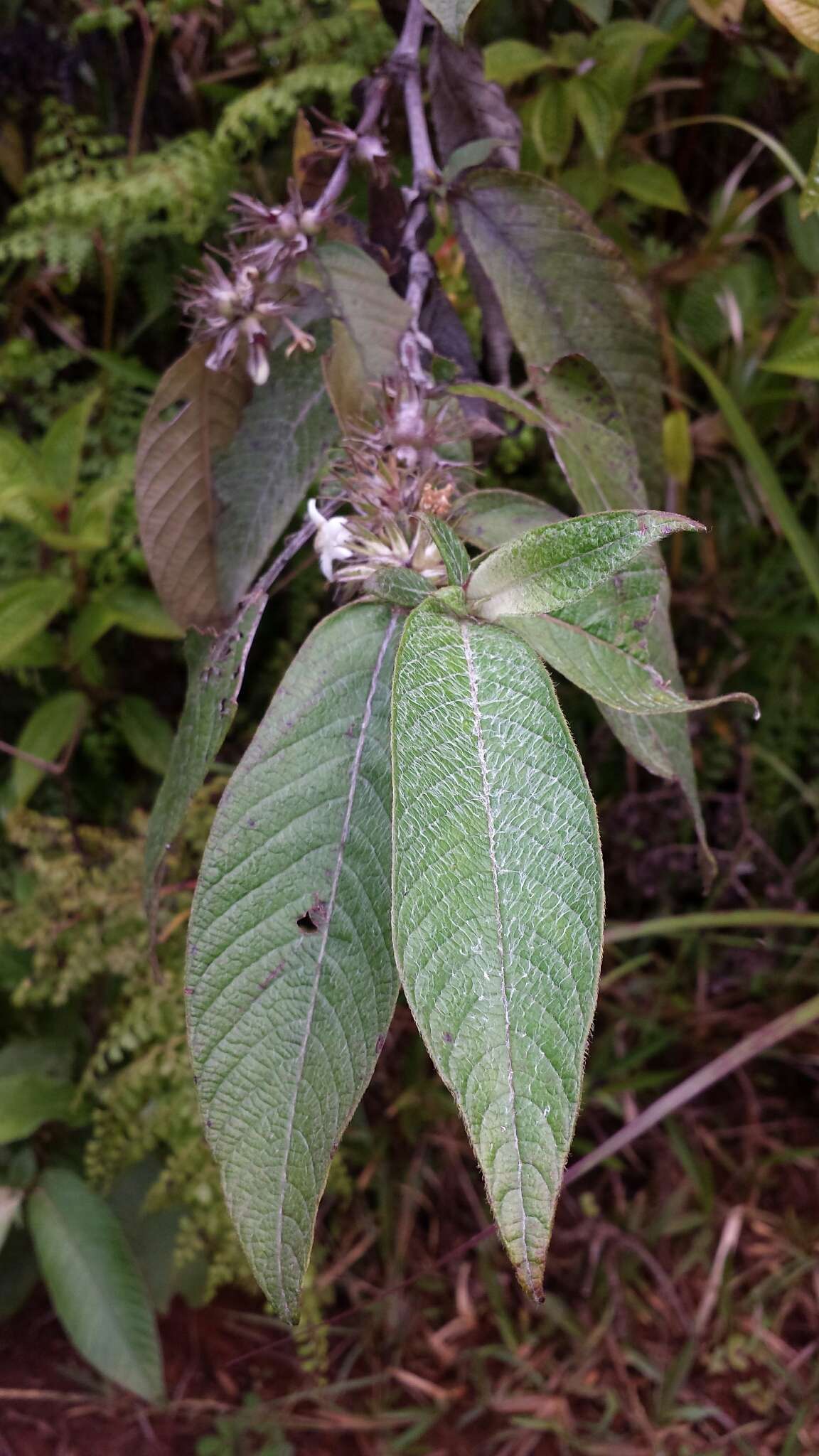 Image of Sabicea diversifolia Pers.