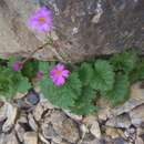 Primula minkwitziae W. W. Smith的圖片