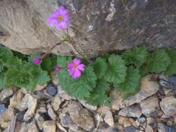 Image of Primula minkwitziae W. W. Smith