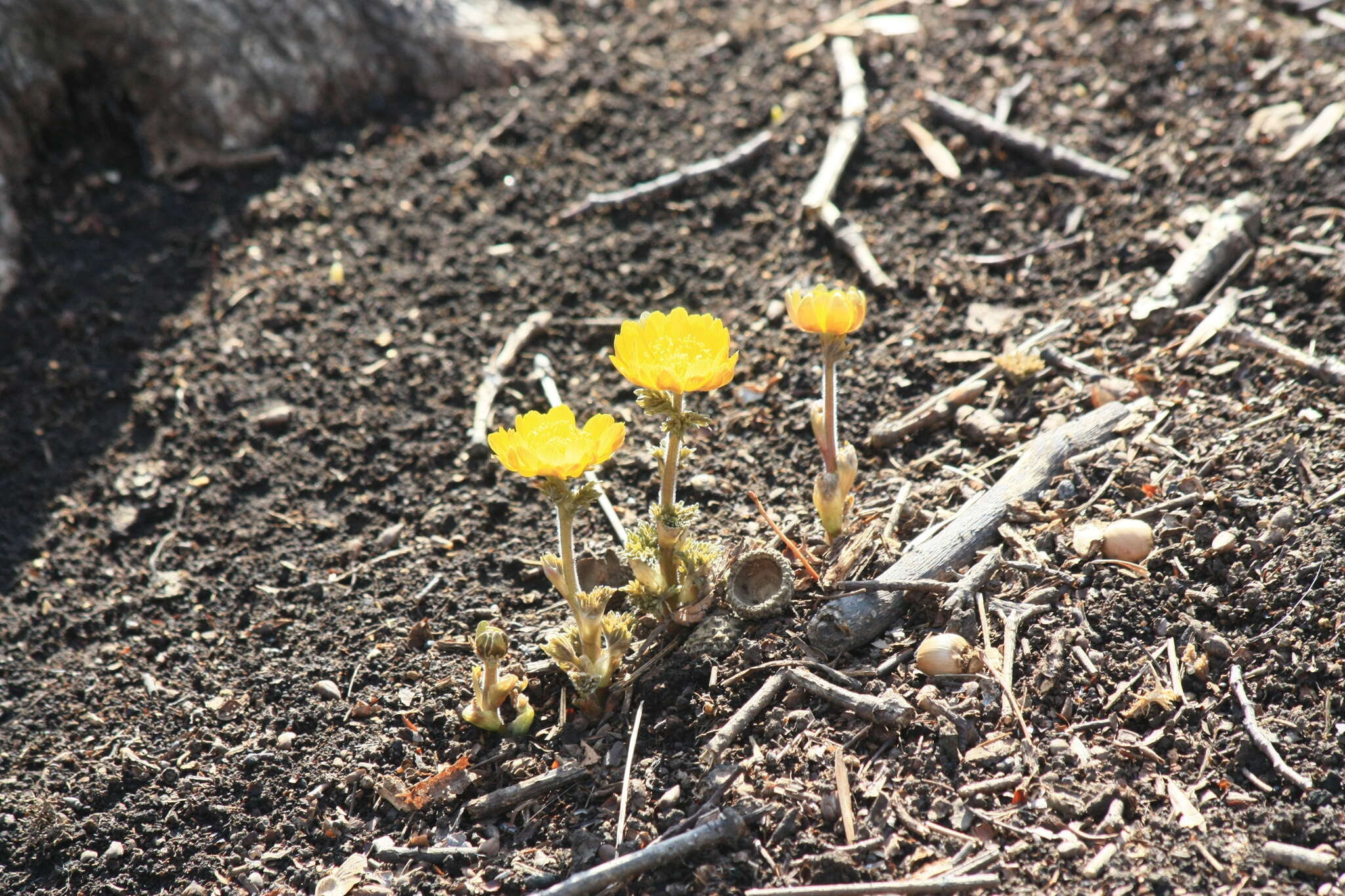 Image of Amur adonis